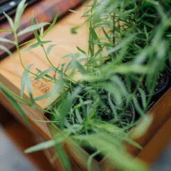 Brasero Plancha Island Corten PRO 100 Bois De Teck + Housse - Ofyr -Outdoorchef Promos Boutique ofyr island pro 100 teck 2020000022121 5